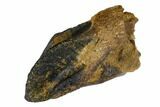 Excellent, Unworn Ceratopsid (Centrosaurus?) Tooth - Montana #173482-3